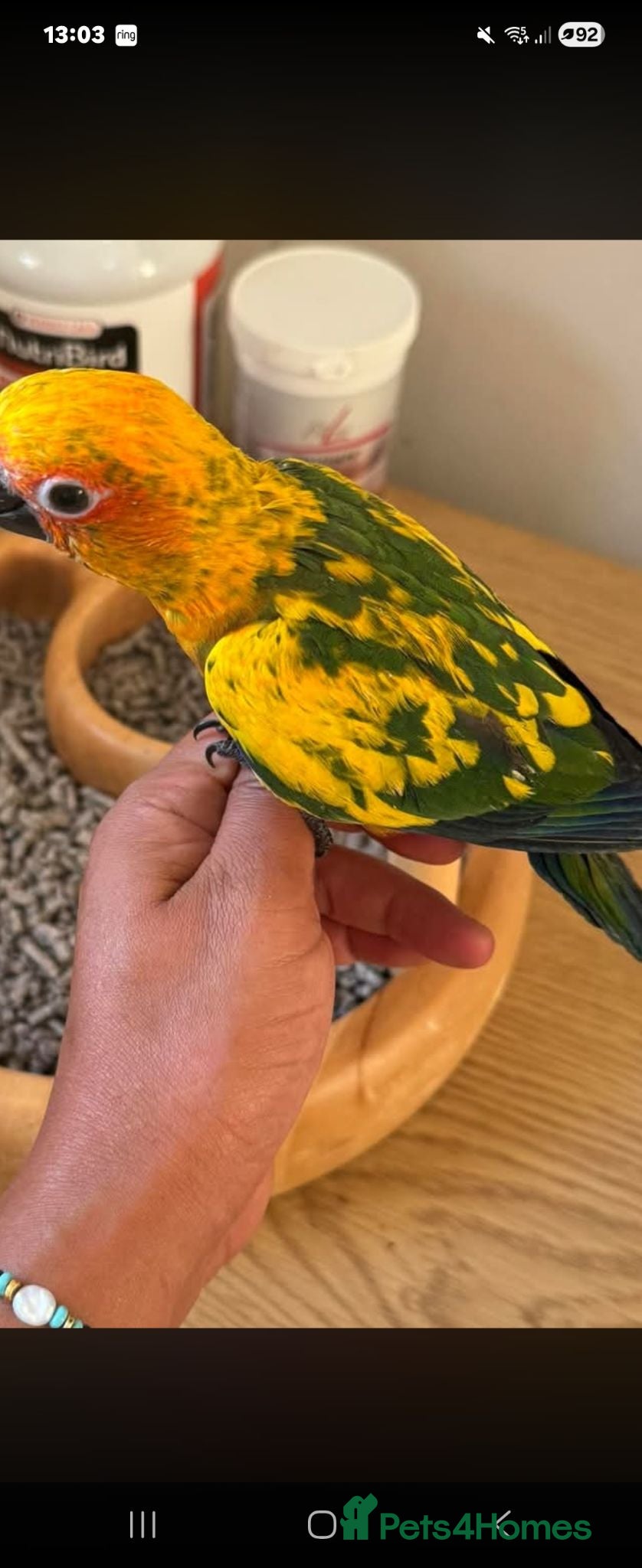 Conures birds Sun conure - Advert 3