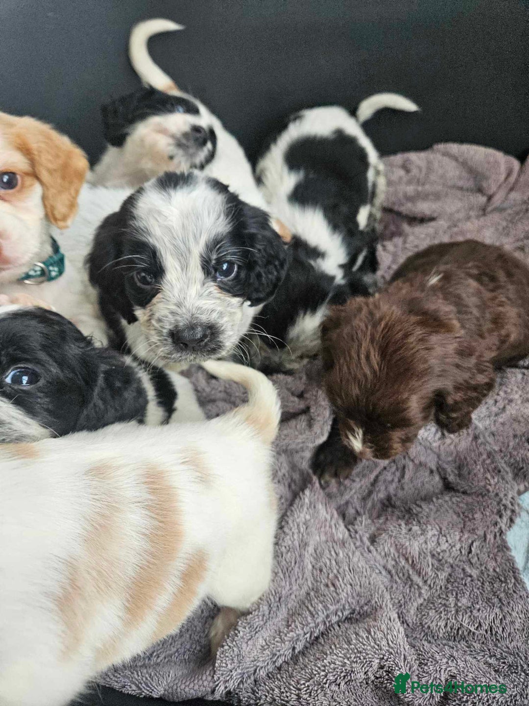 Cocker Spaniel dogs for sale: Cocka spaniel - Advert 16