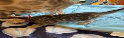 Bengal cats for sale: Rare Brown Charcoal  💙 TICA Bengal Kittens in Deal - Advert 6