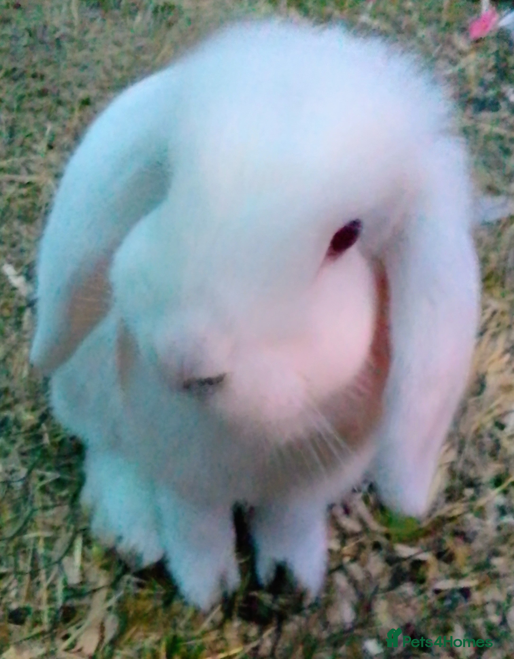 Mini Lop rabbits Last white mini lop bunny ready to go  - Advert 11