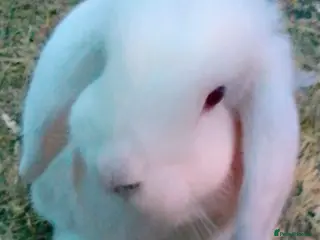 Mini Lop rabbits Last white mini lop bunny ready to go - Advert 11