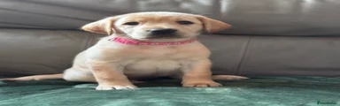 Labrador Retriever 5