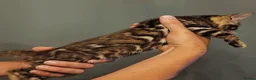 Bengal cats for sale: luxurious bengals - Advert 31