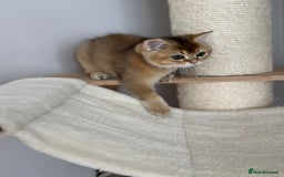 British Shorthair cats for sale: ‼️LAST KITTEN LEFT ‼️BSH Golden kittens  - Image 29