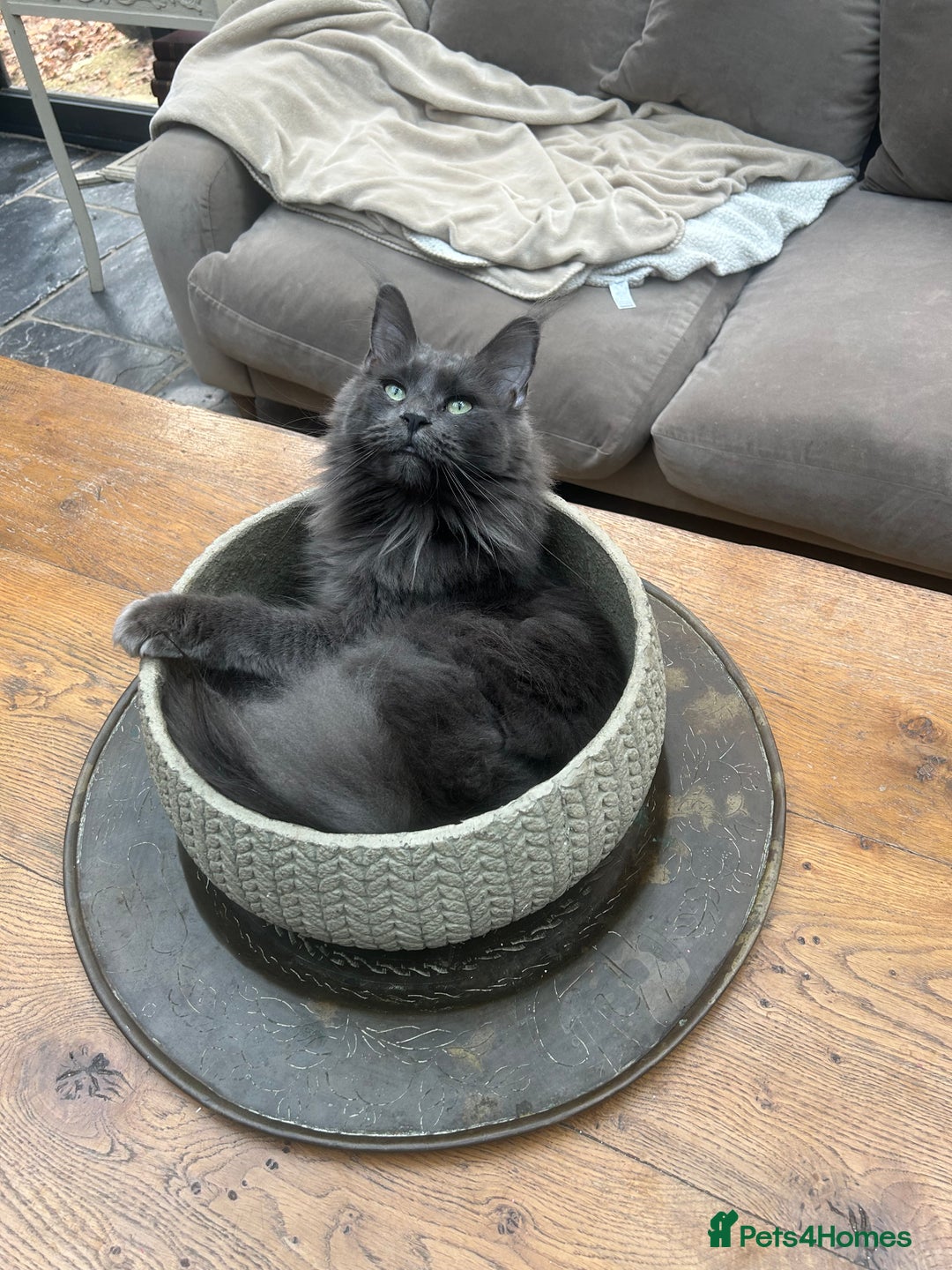 Maine Coon cats for sale: Kittens on the way! - Advert 1