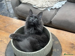 Maine Coon cats Kittens on the way! - Advert 1