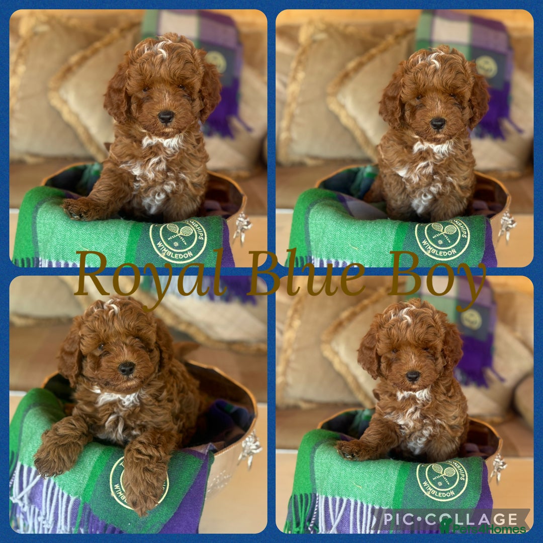 Cavapoo dogs for sale: Extensively Heslth Tested Cavapoo puppies  - Image 7