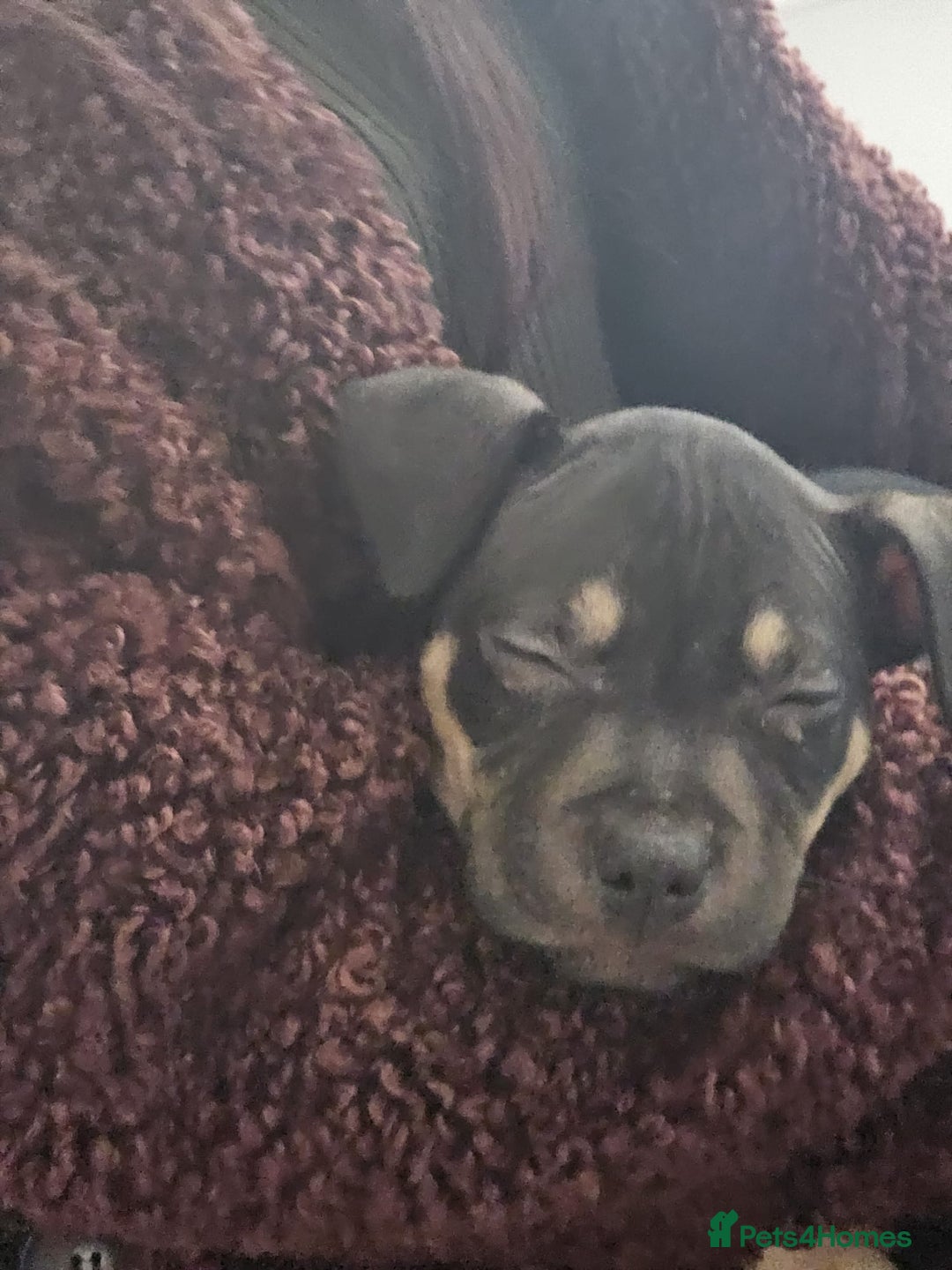 Mixed Breed dogs for sale: Bullmastiff cross pocket bully - Advert 7