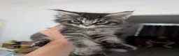 Maine Coon cats for sale: Tica registered mainecoons  - Advert 7