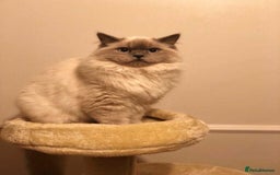 Ragdoll cats for sale: Beautifull Adult Ragdoll Lady Look for Loving Home - Advert 3