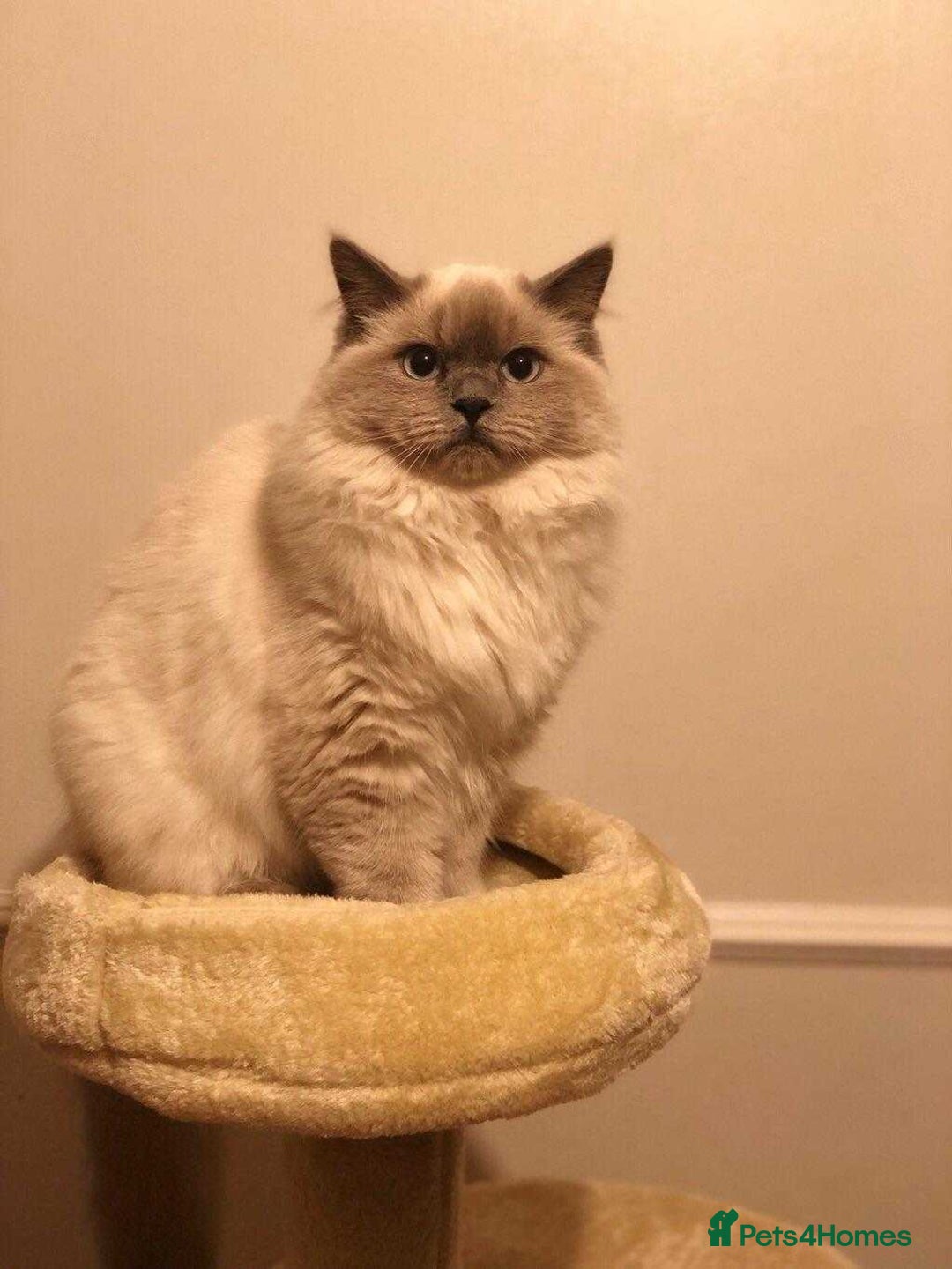 Ragdoll cats for sale: Beautifull Adult Ragdoll Lady Look for Loving Home - Advert 3