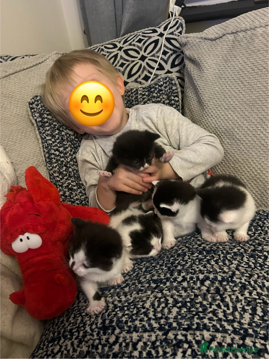 Domestic Shorthair cats for sale: 5 Beautiful Kittens - Advert 9