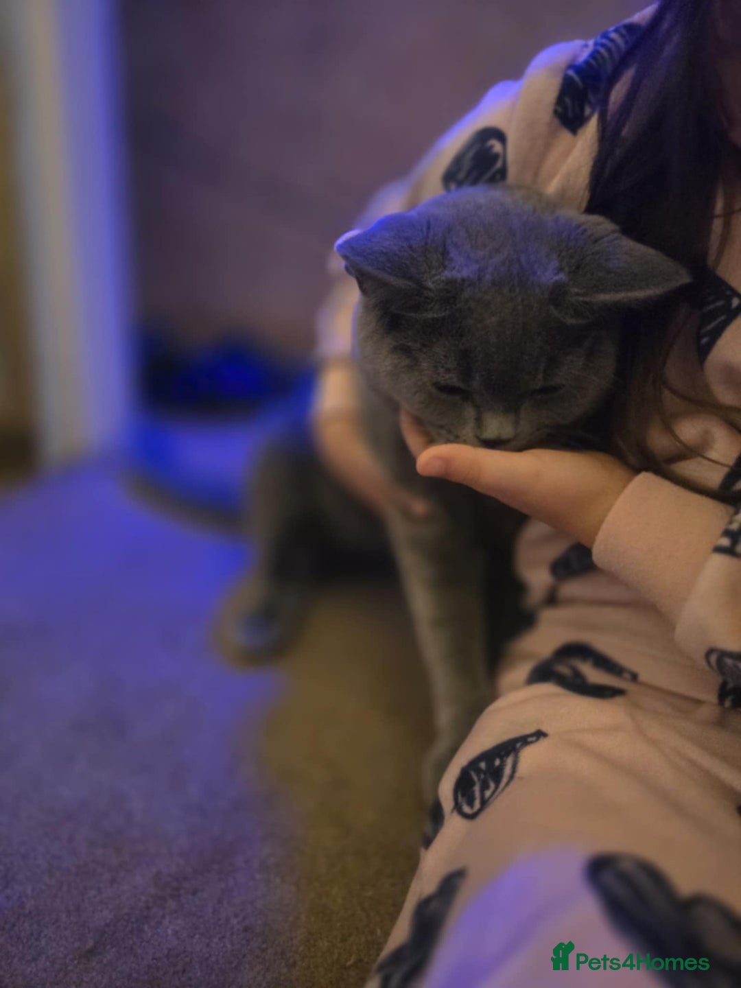 British Shorthair cats for sale: British shorthair GCCF registered  in Boston - Image 4