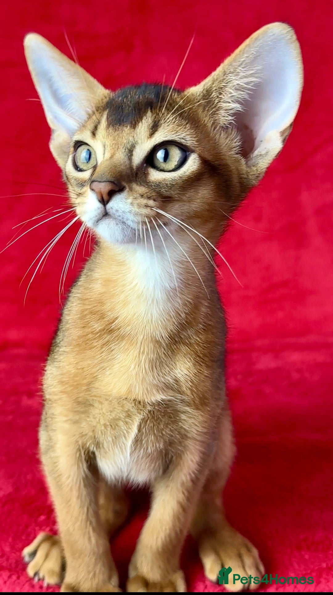 Abyssinian cats for sale: Beautiful Abyssinian Kittens- Raised with Love - Image 8