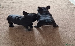 French Bulldog dogs for sale: Two puppies French Bulldogs looking for new home! - Image 4
