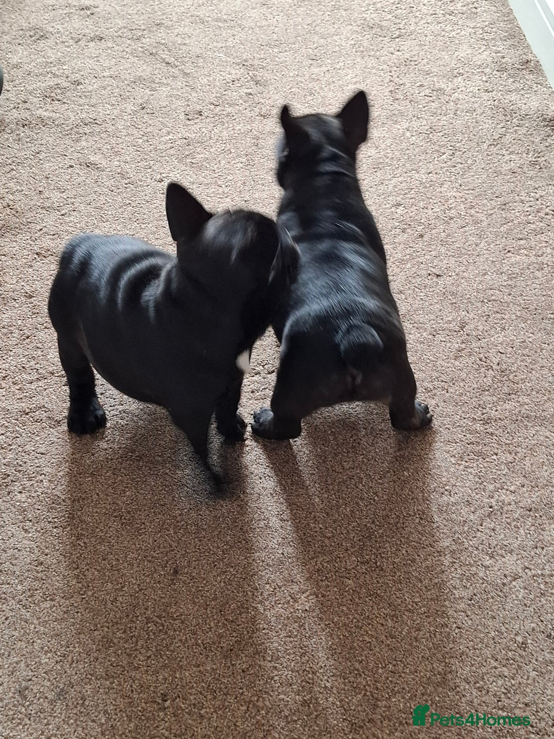 French Bulldog dogs for sale: Two puppies French Bulldogs looking for new home! - Image 4