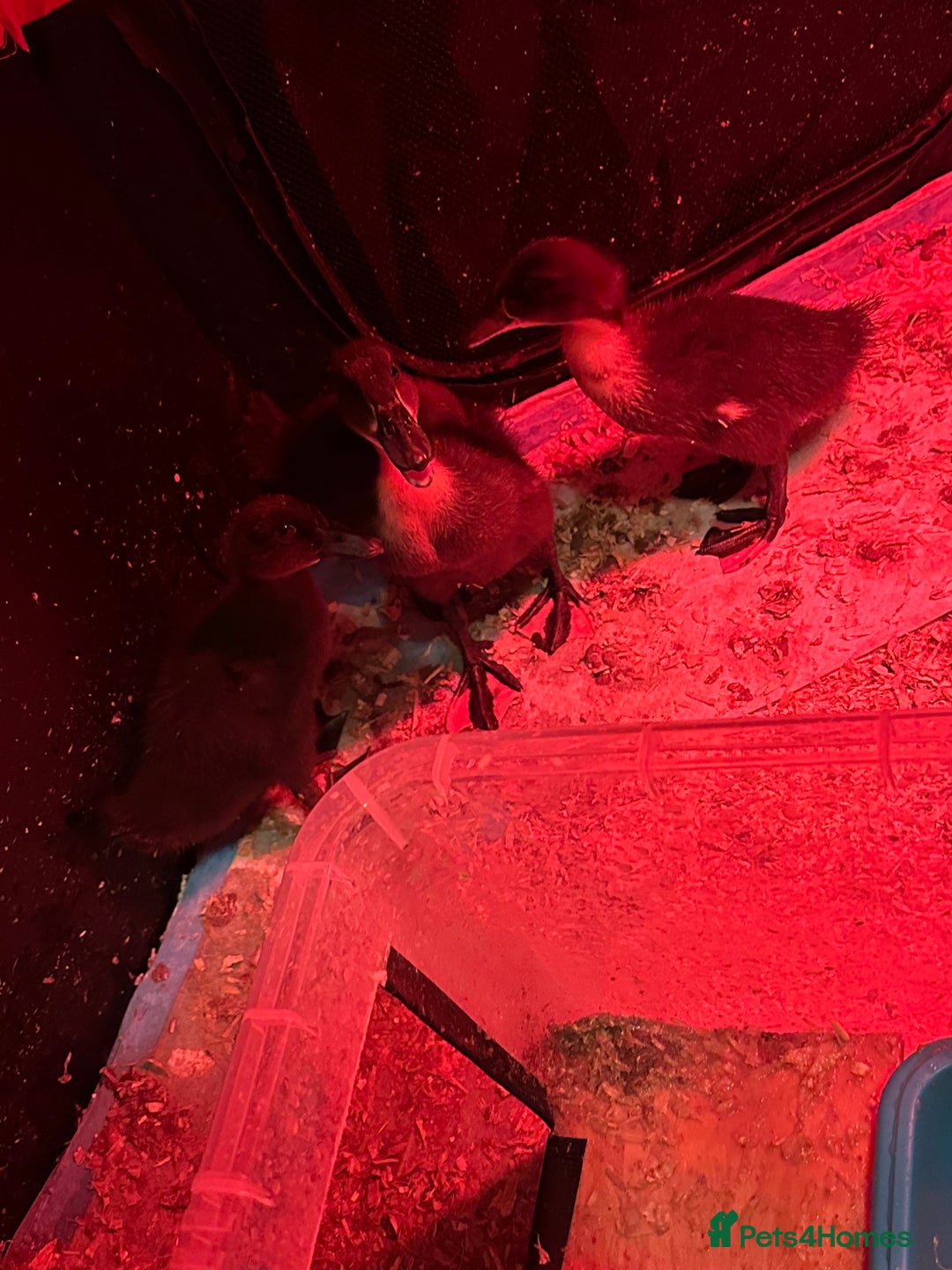 Ducks poultry for sale: Ducks for sale  - Advert 9