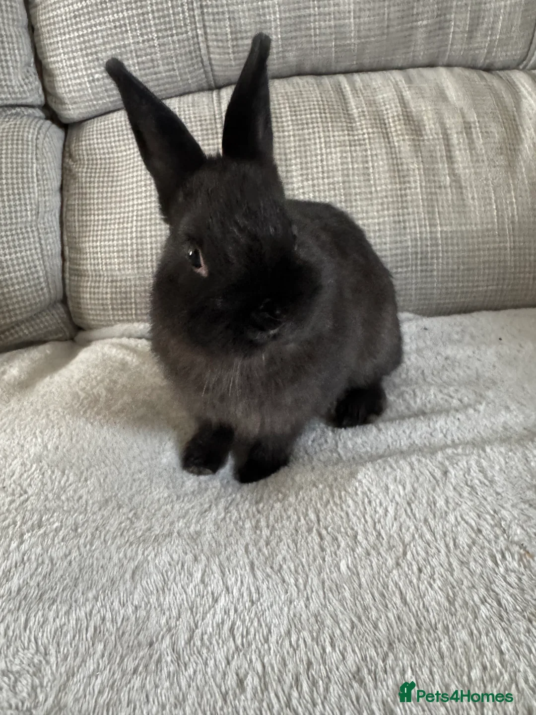 Netherland Dwarf rabbits for sale: Male netherland dwarf - Advert 2