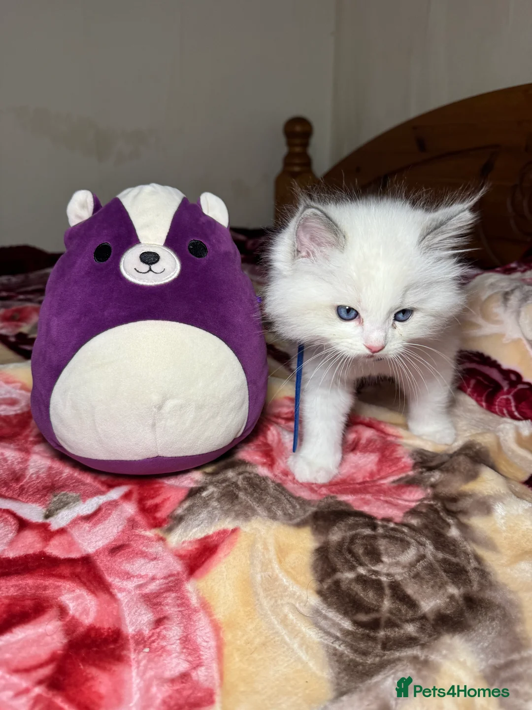 Ragdoll cats for sale: 5 Beautiful blue eyed pure ragdolls - Advert 13