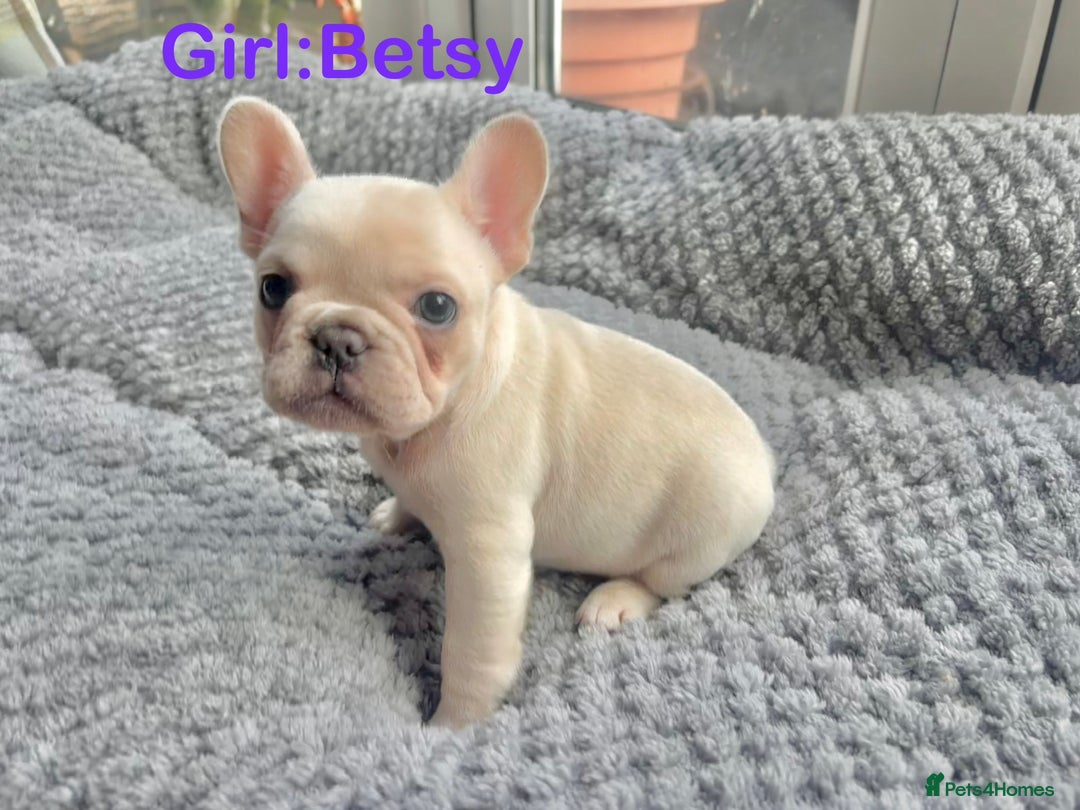 French Bulldog dogs for sale: Only 2 Girls left:French Bull Dog Puppies - Advert 10