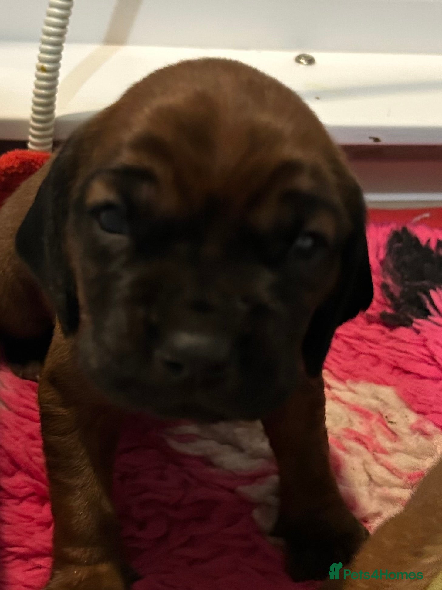 Bavarian Mountain Hound dogs Bavarian Mountain Hound KC registered  - Advert 1