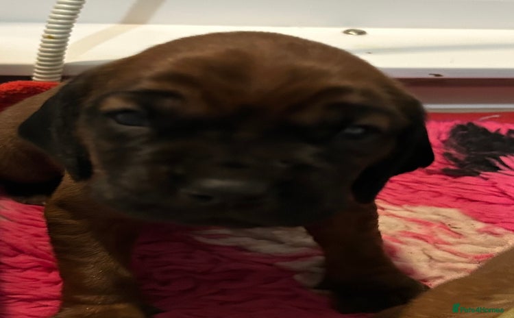 Bavarian Mountain Hound dogs Bavarian Mountain Hound KC registered  - Advert 10