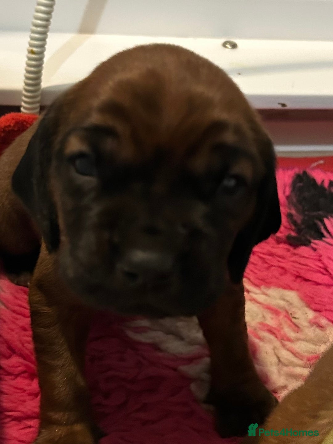 Bavarian Mountain Hound dogs for sale: Bavarian Mountain Hound KC registered  - Advert 1