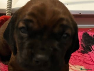 Bavarian Mountain Hound dogs Bavarian Mountain Hound KC registered - Advert 7