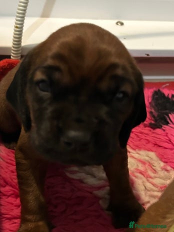 Bavarian Mountain Hound dogs Bavarian Mountain Hound KC registered - Advert 1