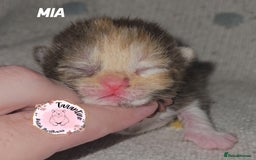 British Shorthair cats for sale: GCCF REGISTERED BRITISH SHORTHAIR KITTENS  - Image 10