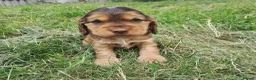 Cocker Spaniel dogs for sale: Gorgeous Show Cocker Spaniel Puppies - Advert 1