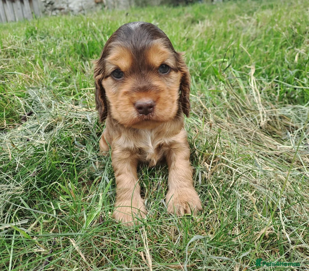 Cocker Spaniel dogs for sale: Gorgeous Show Cocker Spaniel Puppies - Advert 1