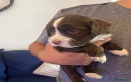 Mixed Breed dogs for sale: Cocker spaniel x border collie pups - Image 3