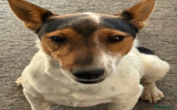 Fox Terrier dogs for adoption: Sweet Mizzo looking for LOVE - Image 18