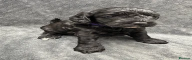 Cockapoo 5