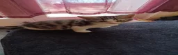 Mixed Breed cats for sale: 2boys & 2girls - Advert 21