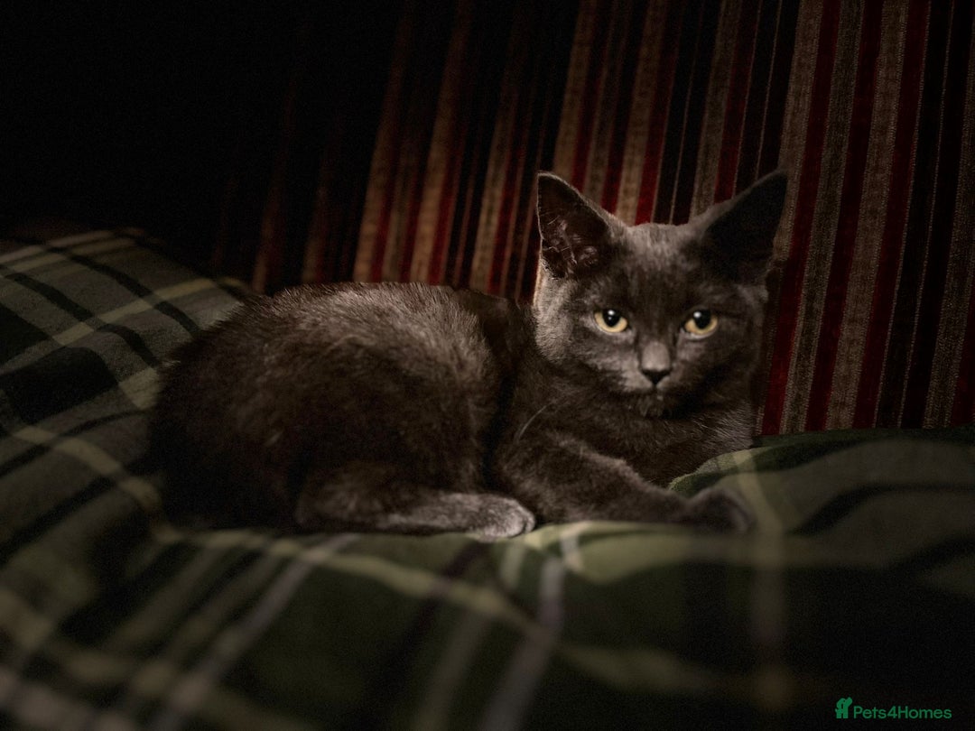 British Shorthair cats for sale: GORGEOUS BRITISH BLUE SHORTHAIR FEMALE KITTEN  - Image 4