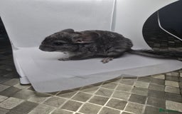Chinchilla rodents for sale: Gorgeous Hetero beige and standard  kits  - Image 8