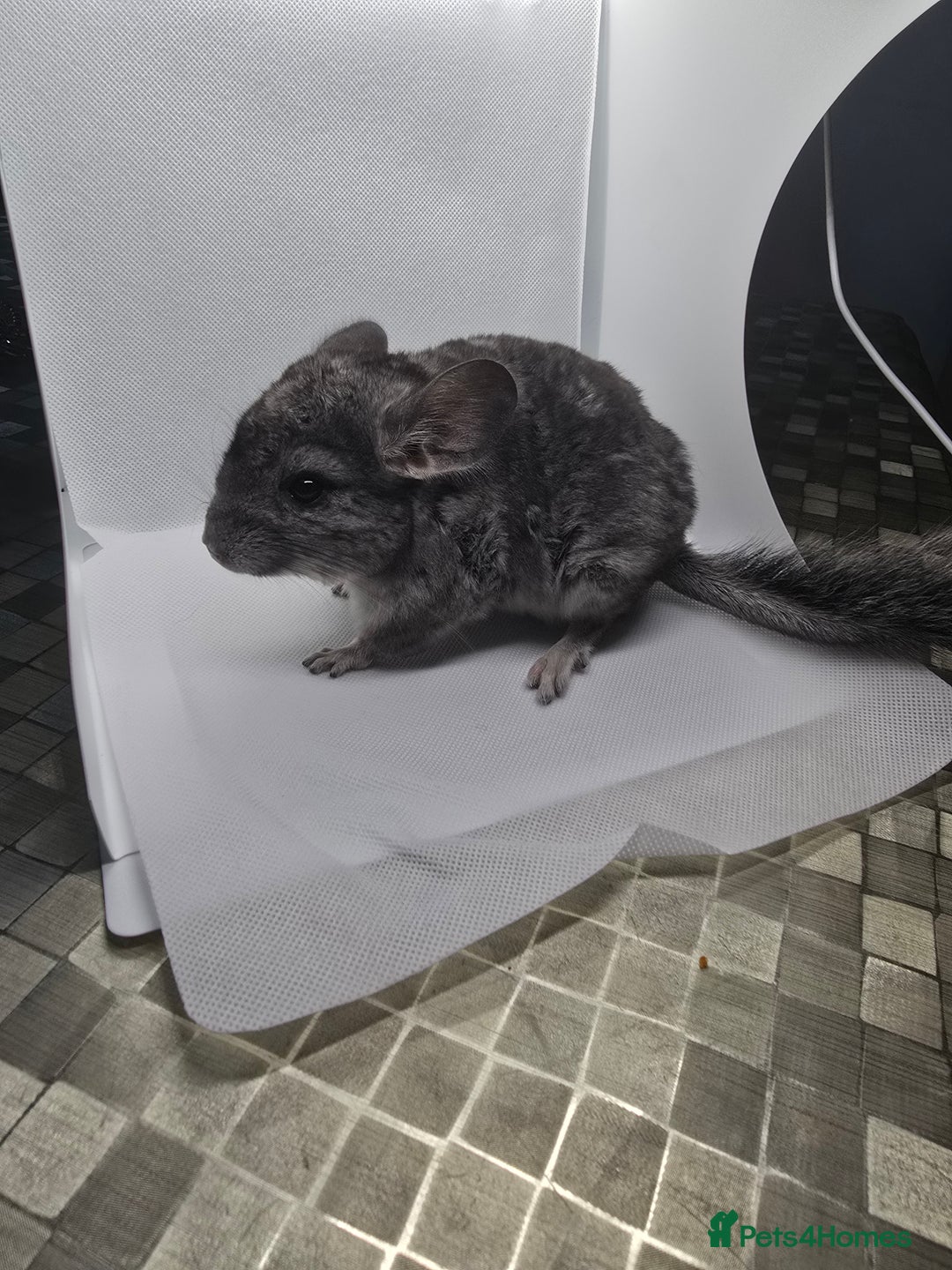 Chinchilla rodents for sale: Gorgeous Hetero beige and standard  kits  - Image 8
