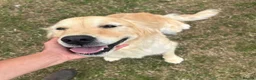 Mixed Breed dogs for sale: ☘️🐾Golden Irish puppies available ☘️🐾 - Advert 21