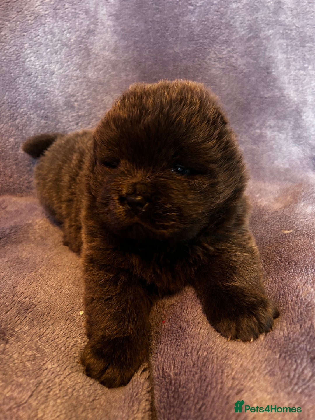 Chow Chow dogs for sale: Stunning chow chow puppies  - Advert 31