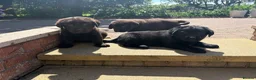 Labrador Retriever dogs for sale: KC registered Labradors - Advert 3