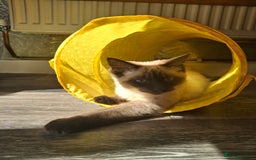 Ragdoll cats for sale: Ragdoll/maincoon - Image 2