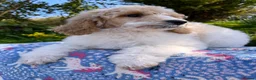 Standard Poodle dogs for sale: Standard poodle Fully vac Ready Now 1BOY LEFT  - Advert 18