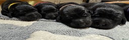 Labrador Retriever dogs for sale: Labrador x huntaway puppies - Advert 3