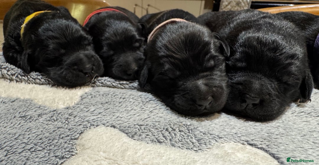 Labrador Retriever dogs for sale: Labrador x huntaway puppies - Advert 3