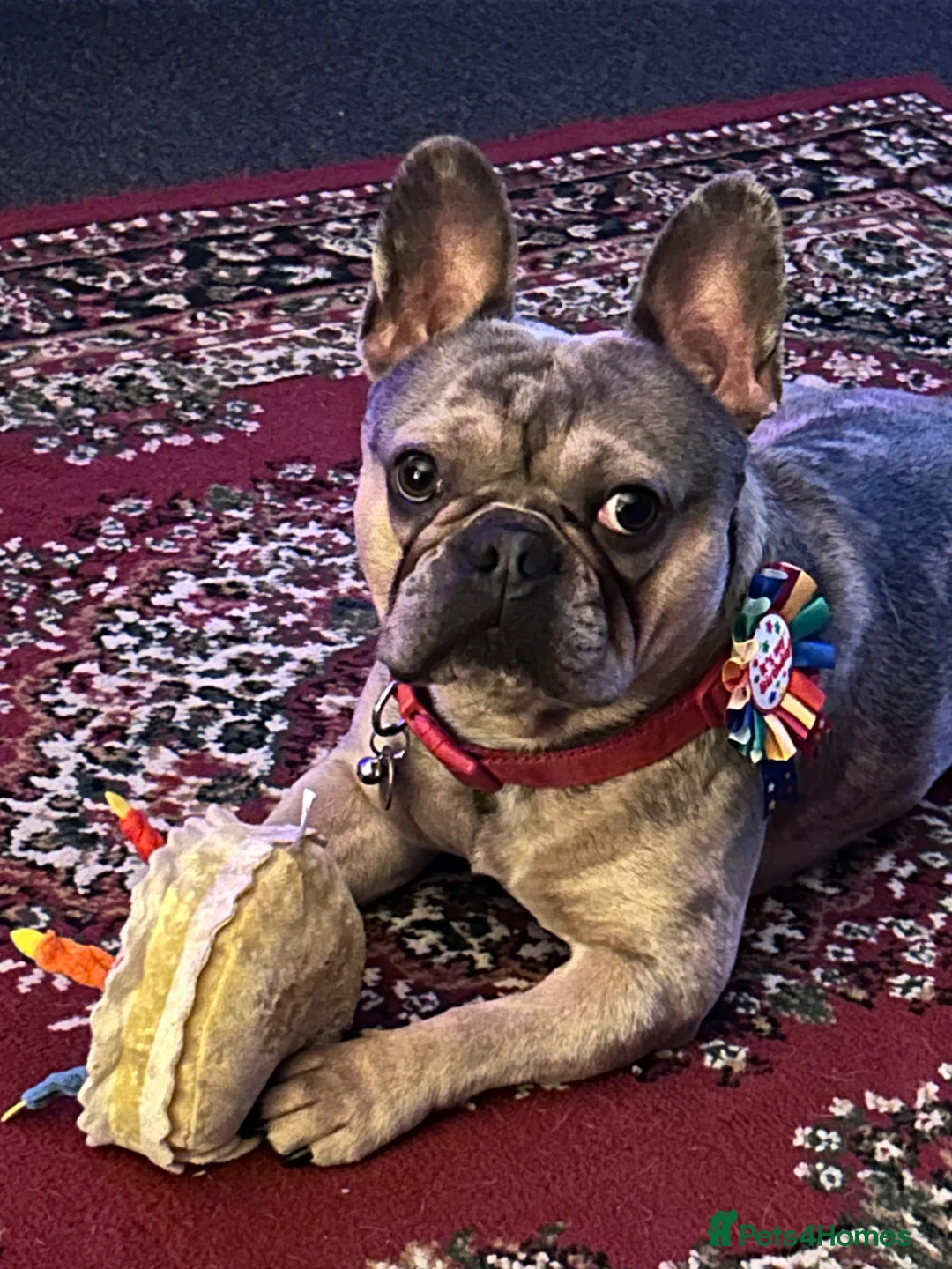 French Bulldog dogs for stud: Pablo  in London - Advert 3