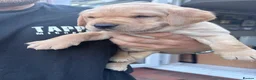 Labrador Retriever dogs for sale: KC Registered beautiful working labrador puppies in Oldham - Advert 38
