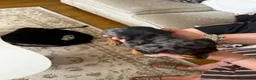 Miniature Dachshund dogs for sale: Miniature smooth haired Dachshund  in Tredegar - Advert 4