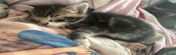 Mixed Breed cats for sale: Adorable Bengal x Shorthair Kittens - Advert 17